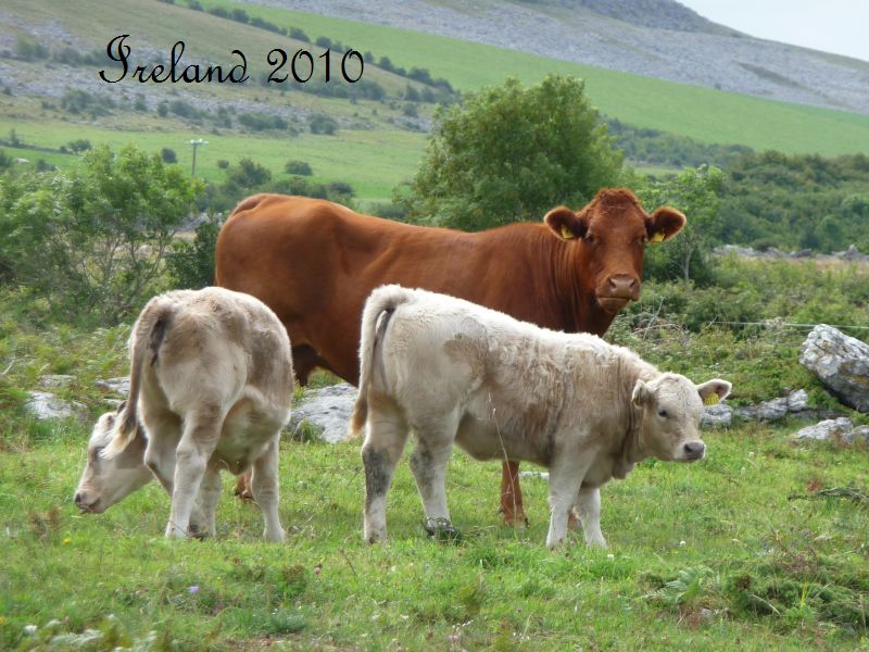 Click to view the Ireland photo slide show